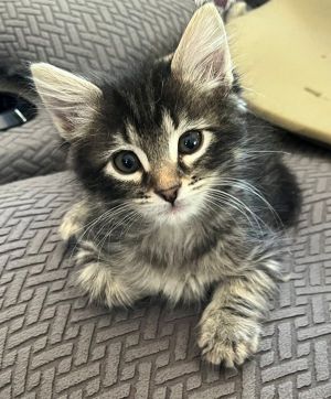 Jessie Domestic Medium Hair Cat