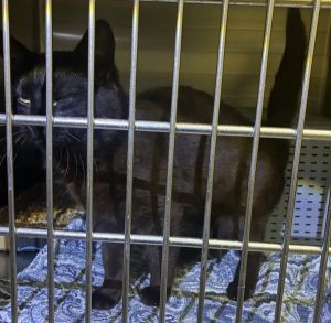 Duddley Domestic Short Hair Cat
