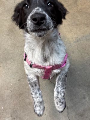 Linguine Mixed Breed Dog