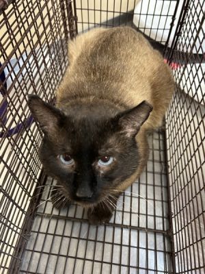 Chester Domestic Short Hair Cat