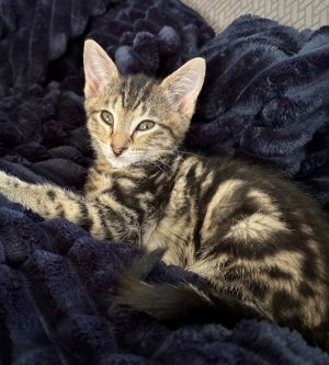 Primary Color Brown Tabby Weight 23125lbs Age 0yrs 0mths 9wks