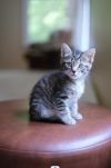 Brownie photo 1