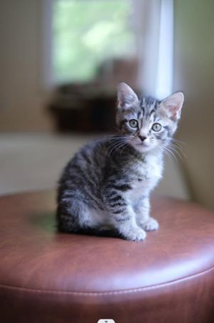 Brownie, Baby Male Domestic Short Hair