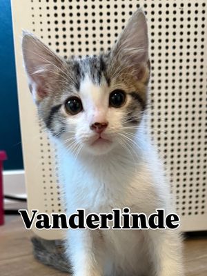 Vanderlinde 4751, Baby Male Domestic Short Hair