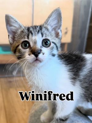 Winifred 4754, Baby Female Domestic Short Hair