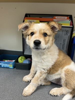 Rainbow, Baby Female Australian Cattle Dog / Blue Heeler