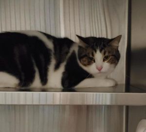 Edward, Adult Male Domestic Short Hair