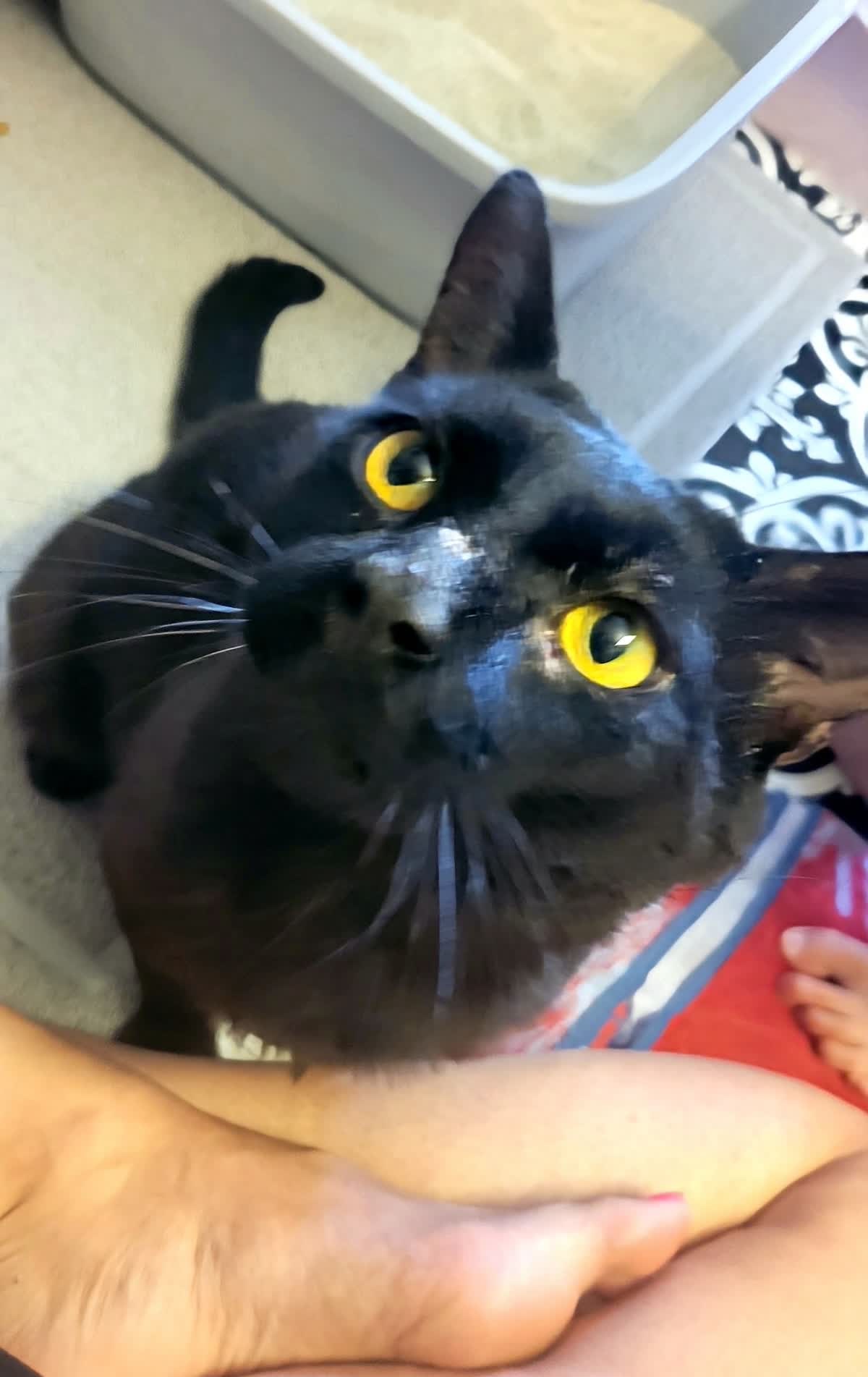 Black Cat