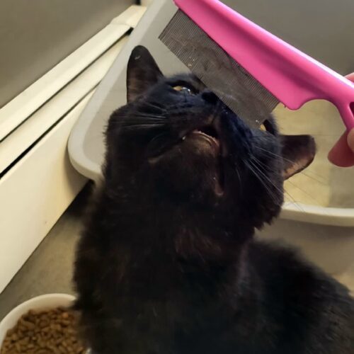 Black Cat