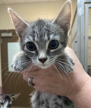 CS2, Baby Male Domestic Medium Hair