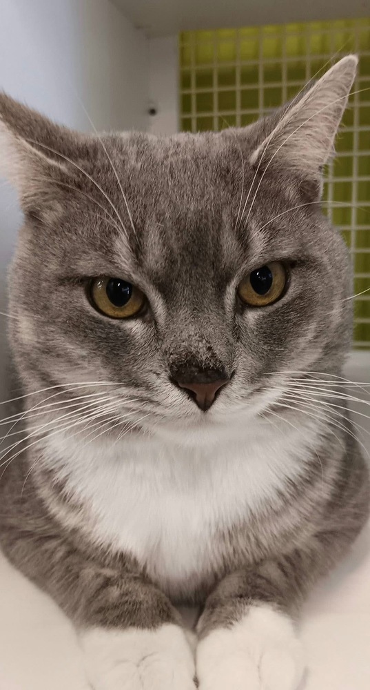 Socks-Adopt or Foster to Adopt