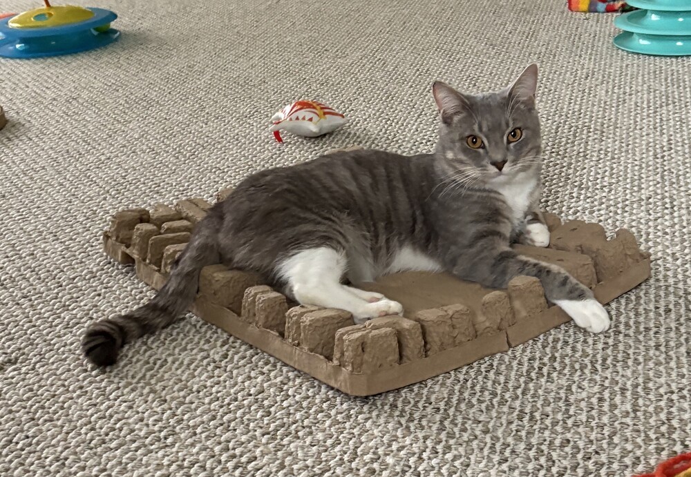 Socks-Adopt or Foster to Adopt