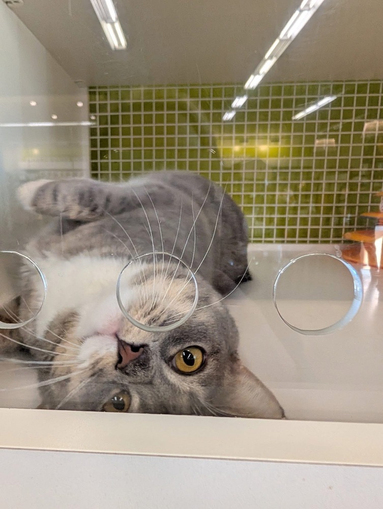 Socks-Adopt or Foster to Adopt