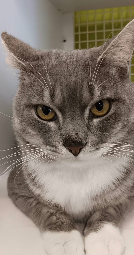 Socks-Adopt or Foster to Adopt