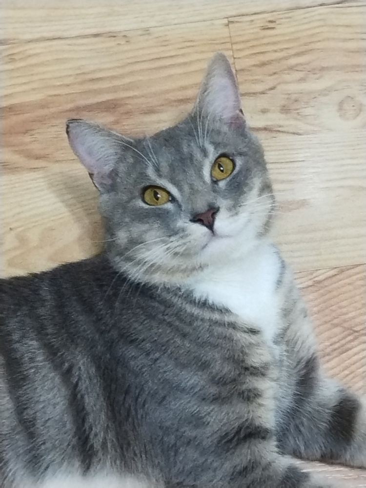 Socks-Adopt or Foster to Adopt