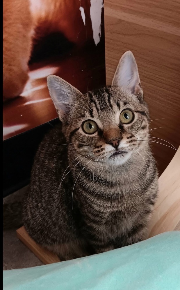 Snickers