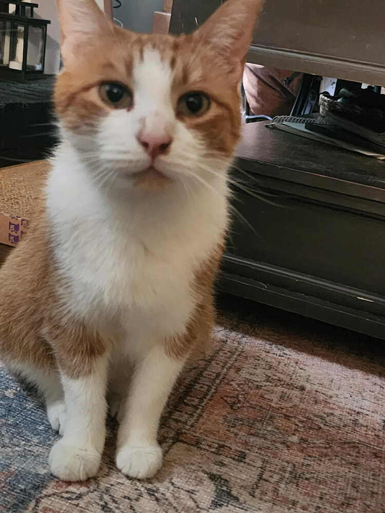 Nemo
