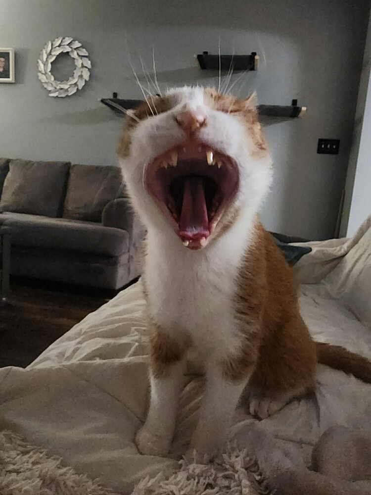 Nemo
