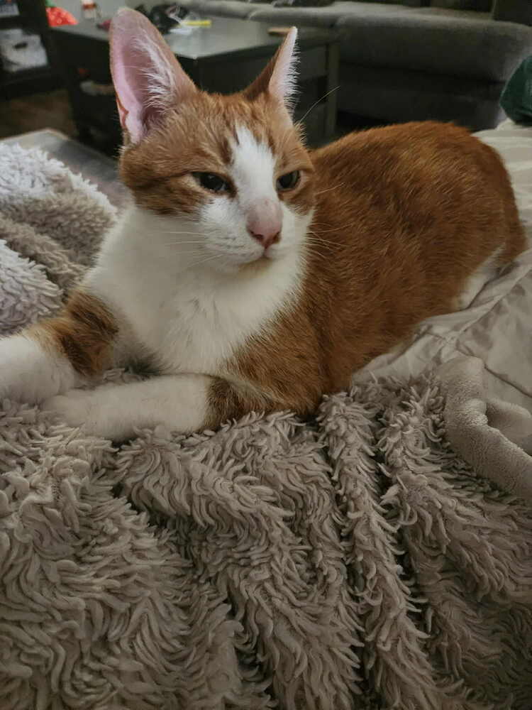 Nemo