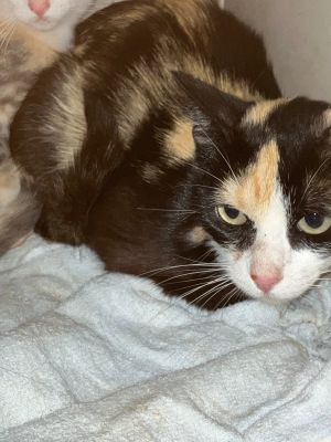 spot, Adult Female Calico