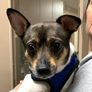 Lucky, Adult Male Chihuahua
