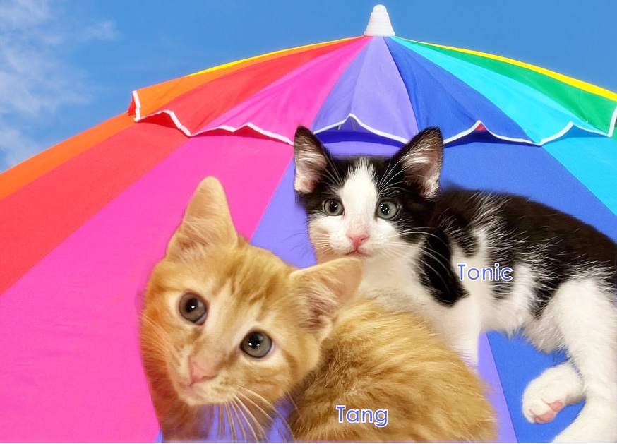 Tonic *kitten*