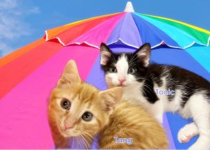 Tonic *kitten*, Baby Male Domestic Short Hair