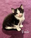 Tonic *kitten* photo 2
