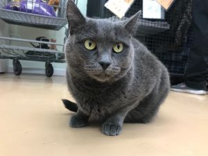 Kaye, Adult Female Domestic Short Hair