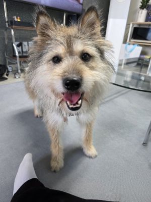 Uhsher, Adult Female Jindo