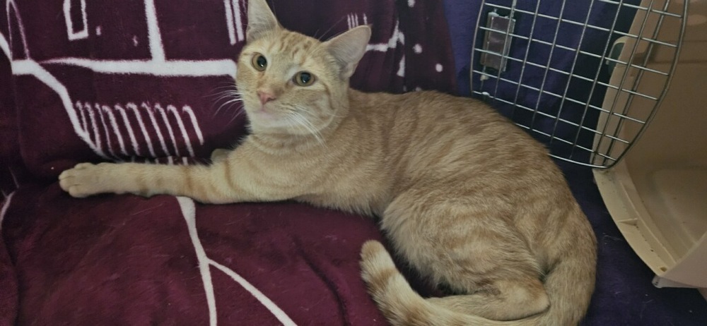 Garfield