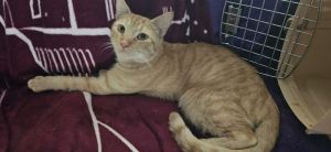 Garfield, Adult Male Domestic Short Hair
