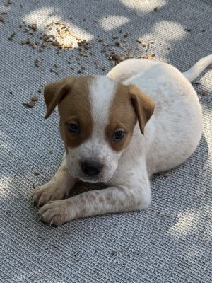 Milkweed, Baby Female Australian Cattle Dog / Blue Heeler