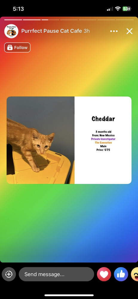 Cheddar