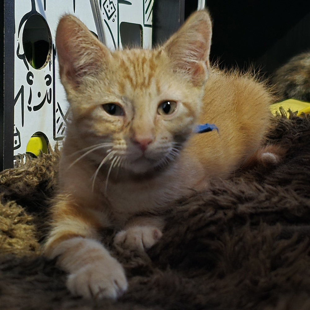 Cheddar
