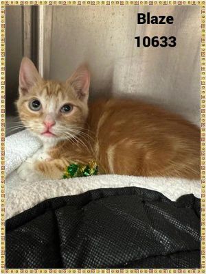 Primary Color Orange Tabby Secondary Color White Weight 15lbs Age 0yrs 0mths 10wks Animal has b