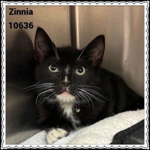 Primary Color Black Secondary Color White Weight 2lbs Age 0yrs 0mths 10wks Animal has been Spaye