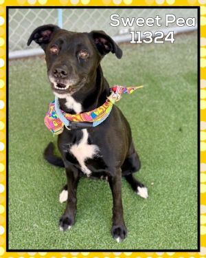 Primary Color Black Weight 46lbs Age 8yrs 0mths 0wks