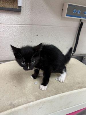 Primary Color Black Secondary Color White Weight 13125lbs Age 0yrs 0mths 10wks Animal has been 