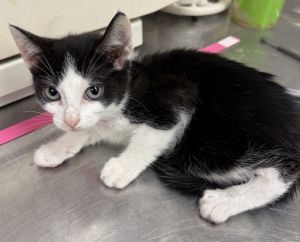Primary Color Black Secondary Color White Weight 2375lbs Age 0yrs 0mths 10wks Animal has been N