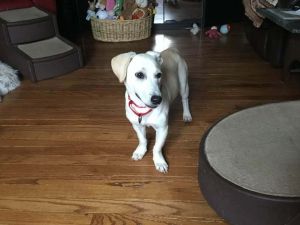 Alicia, Baby Female Mixed Breed