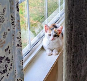Moonlight, Baby Female Domestic Short Hair