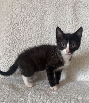 Minka ~ Available at J&amp;K Mega Pet in Wabash, IN!!, Baby Female Domestic Short Hair