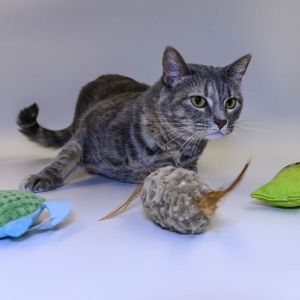 Sunny, Adult Female Domestic Short Hair