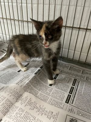 Sugar, Baby Female Domestic Short Hair