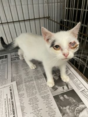 Whiskers, Baby Male Domestic Short Hair