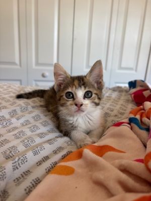 Maui, Baby Female unknown