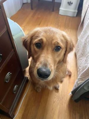 Talayi, Young Female Golden Retriever