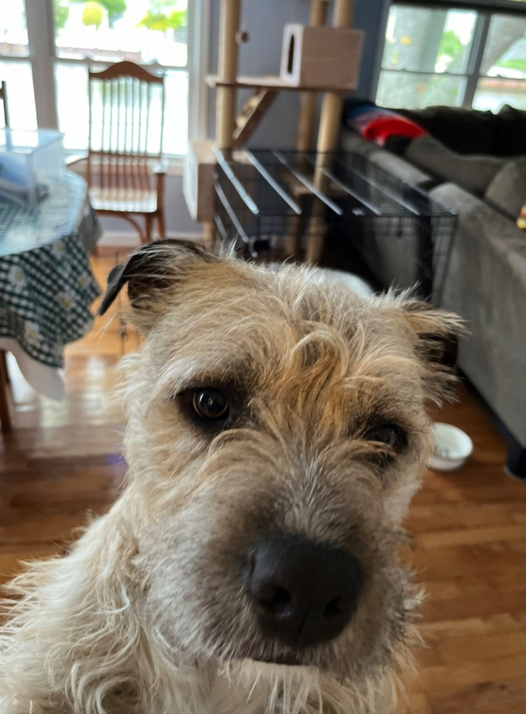Nugget