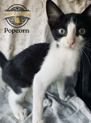 Popcorn, Young Male unknown